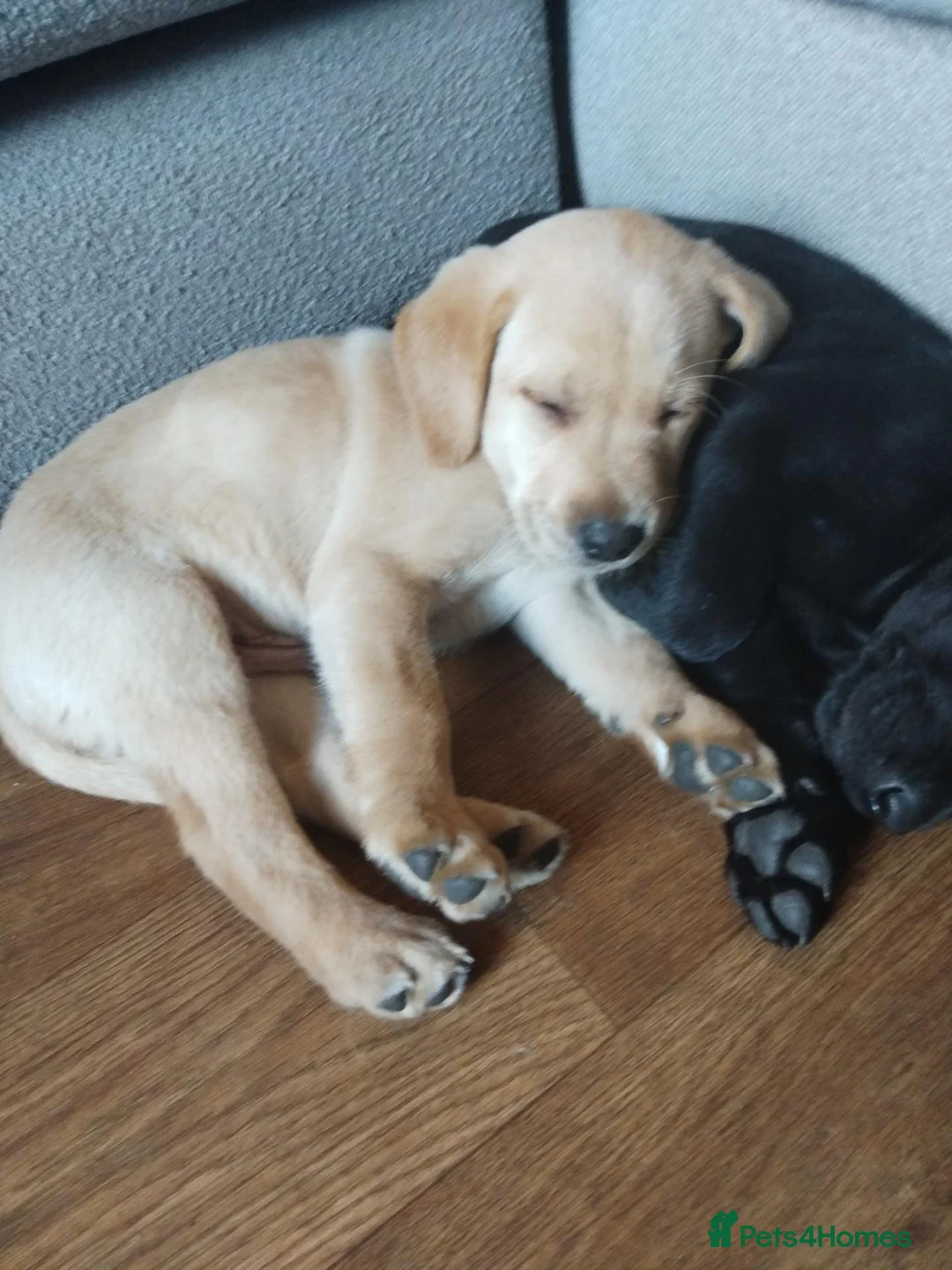 Labrador Retriever dogs for sale: 4 gorgeous Labrador boys - Advert 2
