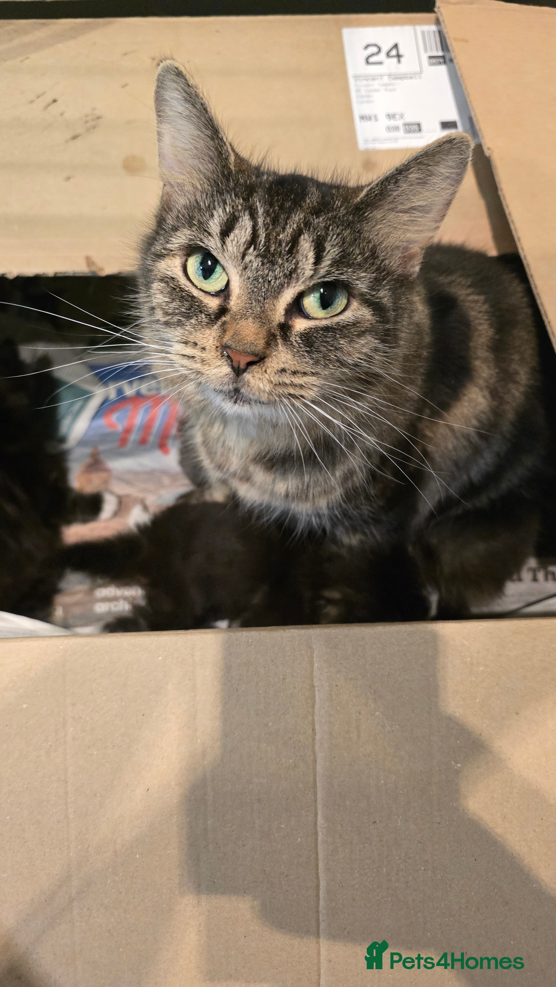 Mixed Breed cats Fluffy and Beautiful Kittens Seeking Forever Homes - Advert 1