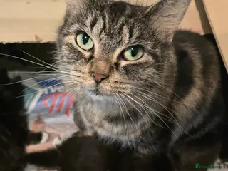 Mixed Breed cats Fluffy and Beautiful Kittens Seeking Forever Homes - Advert 18