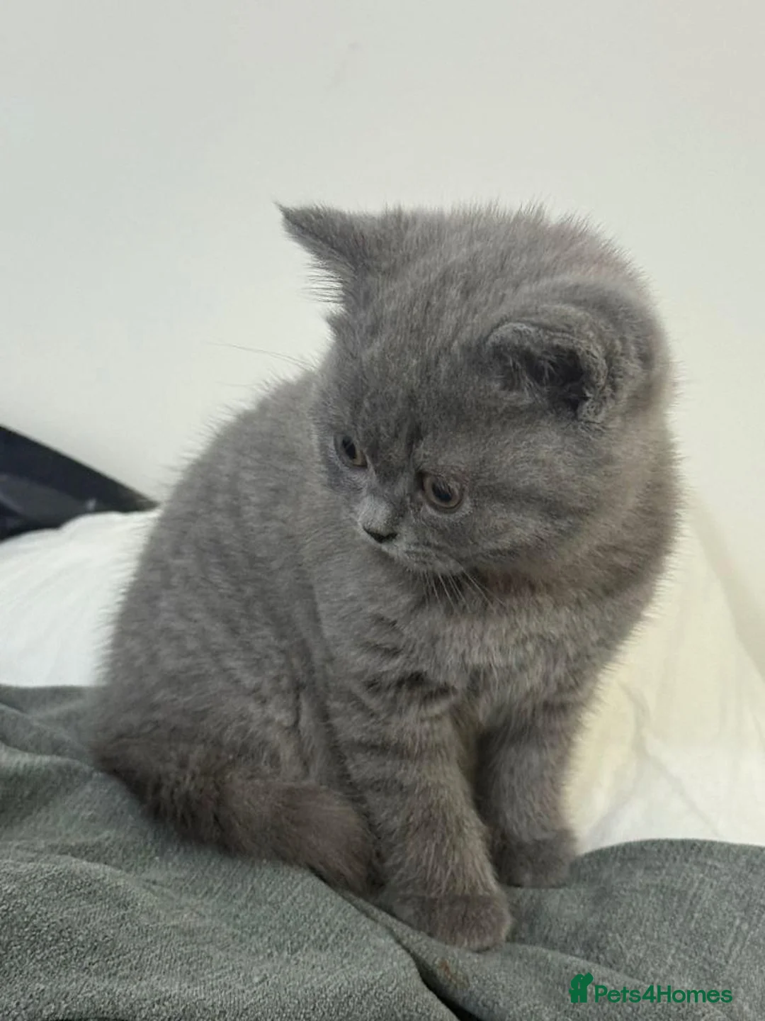 British Shorthair cats for sale: British Shorthair kittens for sale  in Glasgow - Advert 2