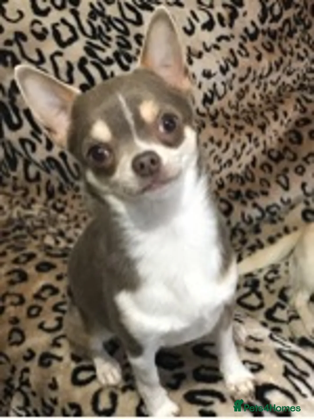 Chihuahua dogs for stud: KC STUD BOYS . STUD ONLY.  in Mansfield - Advert 4