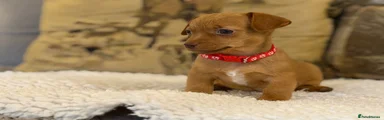 Jackshund 2