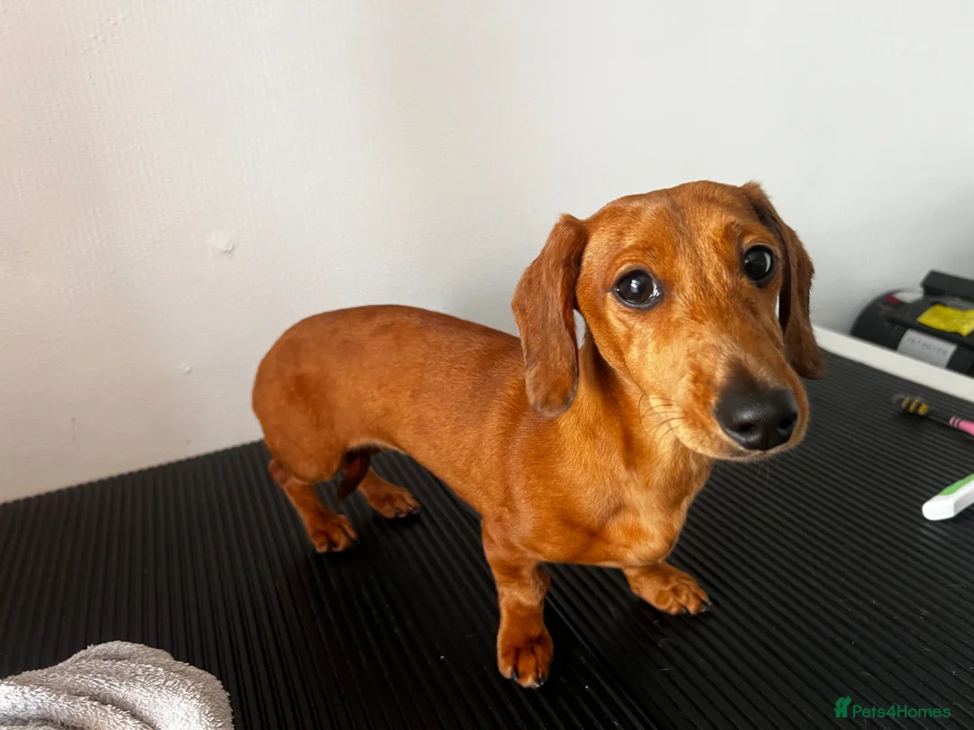 Miniature Dachshund dogs for sale: Lovely mini dachshund  - Advert 5