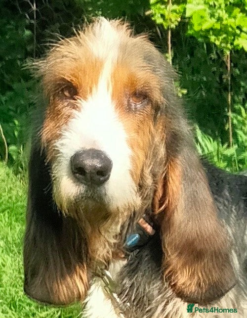 Korthals Griffon dogs Braulio - Advert 2