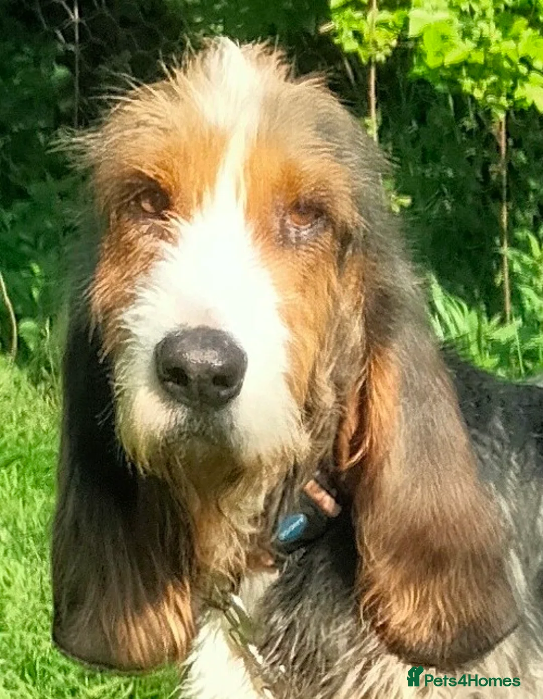 Korthals Griffon dogs for adoption: Braulio in Alfreton - Advert 1