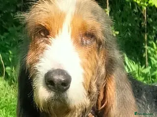 Korthals Griffon dogs Braulio - Advert 2