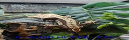 Gecko reptiles for sale: Adult Crested Geckos - Advert 1