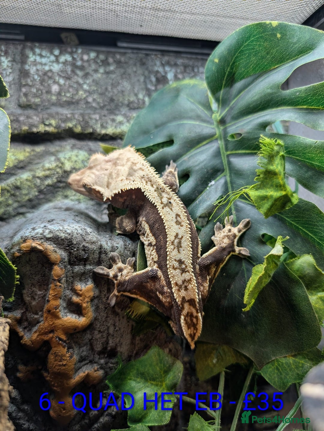 Gecko reptiles for sale: Adult Crested Geckos - Advert 1