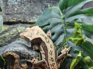 Gecko reptiles Adult Crested Geckos - Advert 5