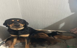Mixed Breed dogs for sale: puppy for sale Rottweiler/German Shepherd mixed - Image 8
