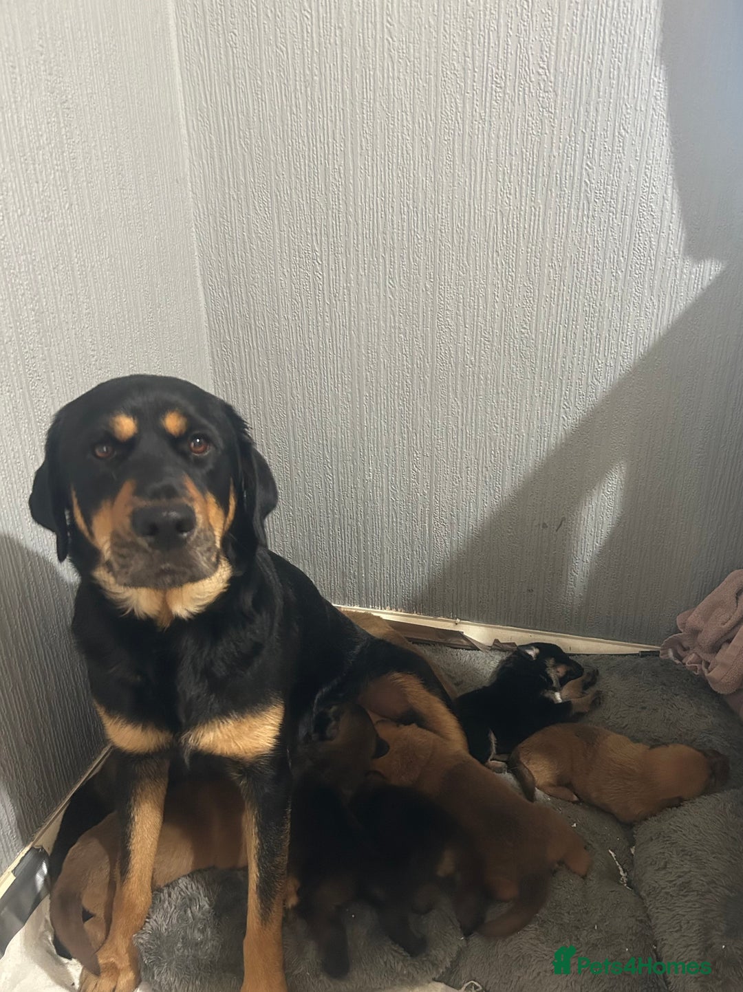 Mixed Breed dogs for sale: puppy for sale Rottweiler/German Shepherd mixed - Image 8