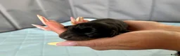 Miniature Dachshund dogs for sale: 🐾 Gorgeous Miniature Dachshund Puppies 🐾 - Advert 10
