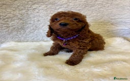 Goldendoodle dogs for sale: Outstanding Quality health tested Goldendoodles  - Image 10