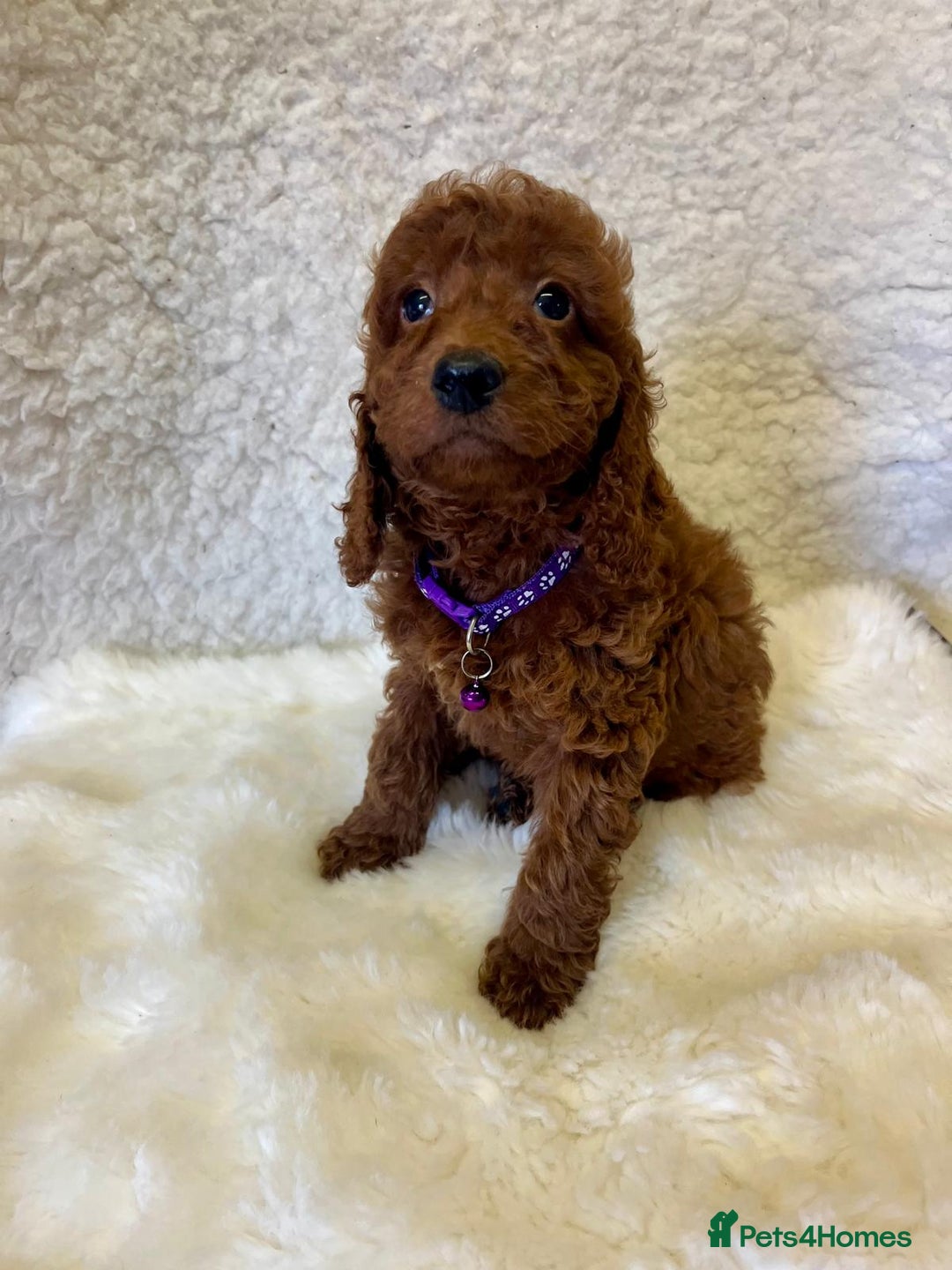 Goldendoodle dogs for sale: Outstanding Quality health tested Goldendoodles  - Image 10