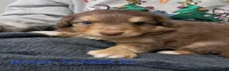 Aussiedoodle dogs for sale: Aussiedoodles - Advert 6