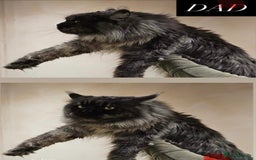 Maine Coon cats for sale: BLACK SMOKE 5 GENERATION PEDIGREE MAINE COONS - Image 7