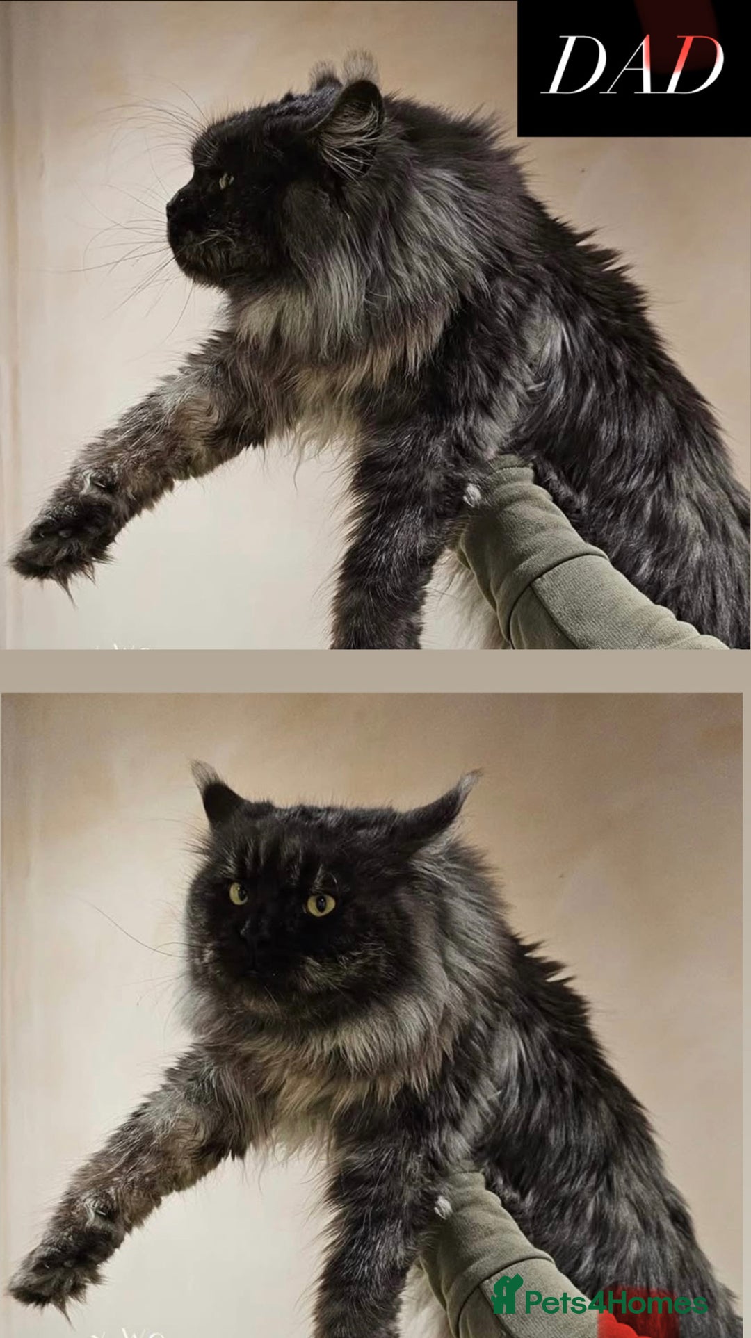 Maine Coon cats for sale: BLACK SMOKE 5 GENERATION PEDIGREE MAINE COONS - Image 7