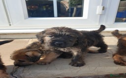Mixed Breed dogs for sale: Border Terrier x miniature Poodle  - Image 11