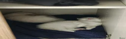 Ragdoll cats for sale: Beautiful Ragdoll Kittens 4 Boys in Bedford - Advert 5