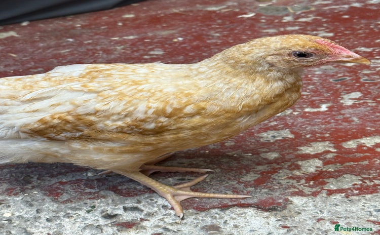 Chickens poultry - Advert 9