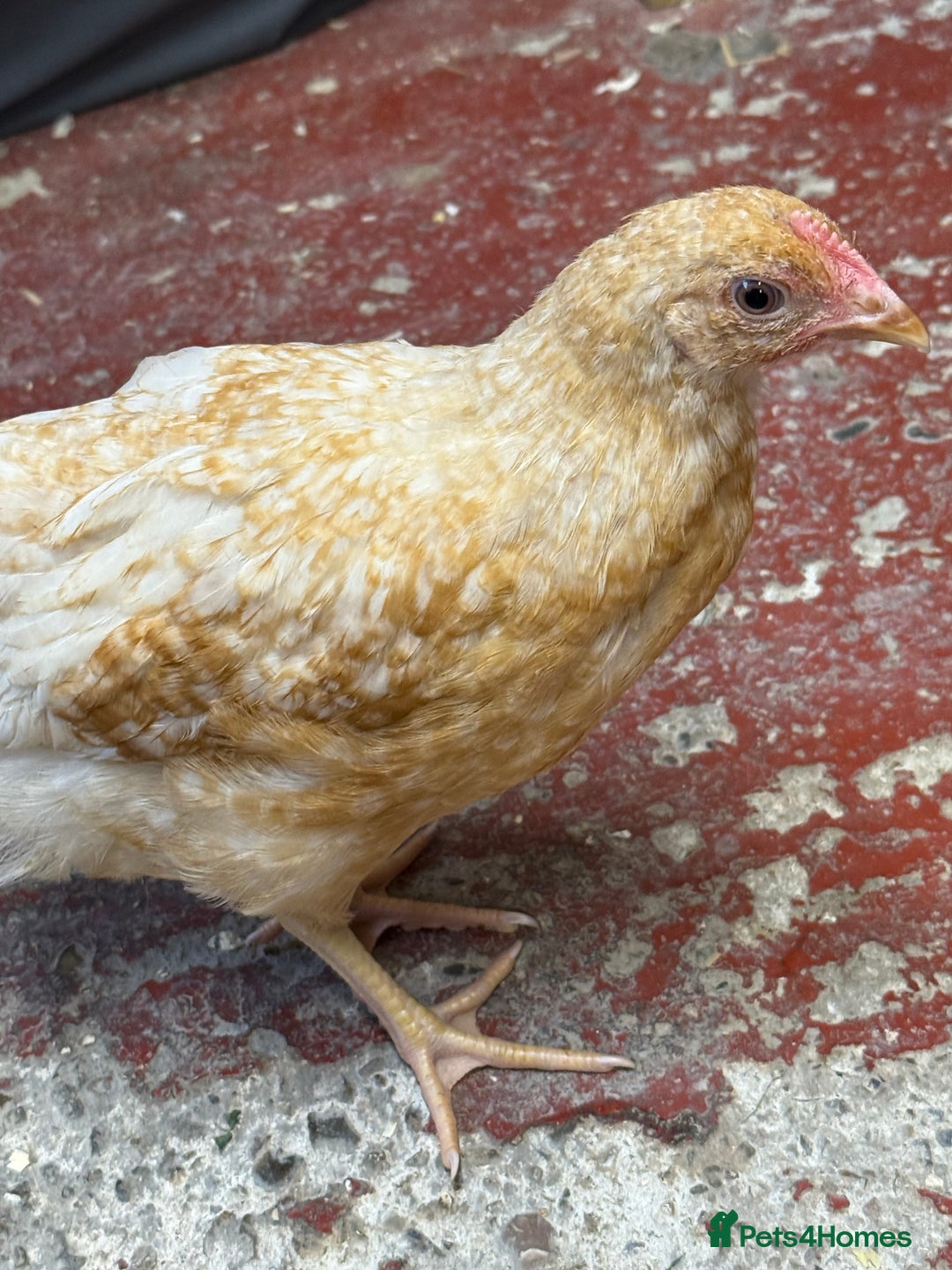Chickens poultry for sale: For sale pullet hybrids  - Image 1