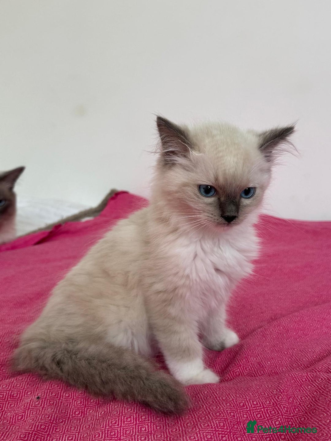 Ragdoll cats for sale: Ragdoll kitten - Image 4