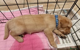 Labrador Retriever dogs for sale: Labrador Puppies  - Image 6