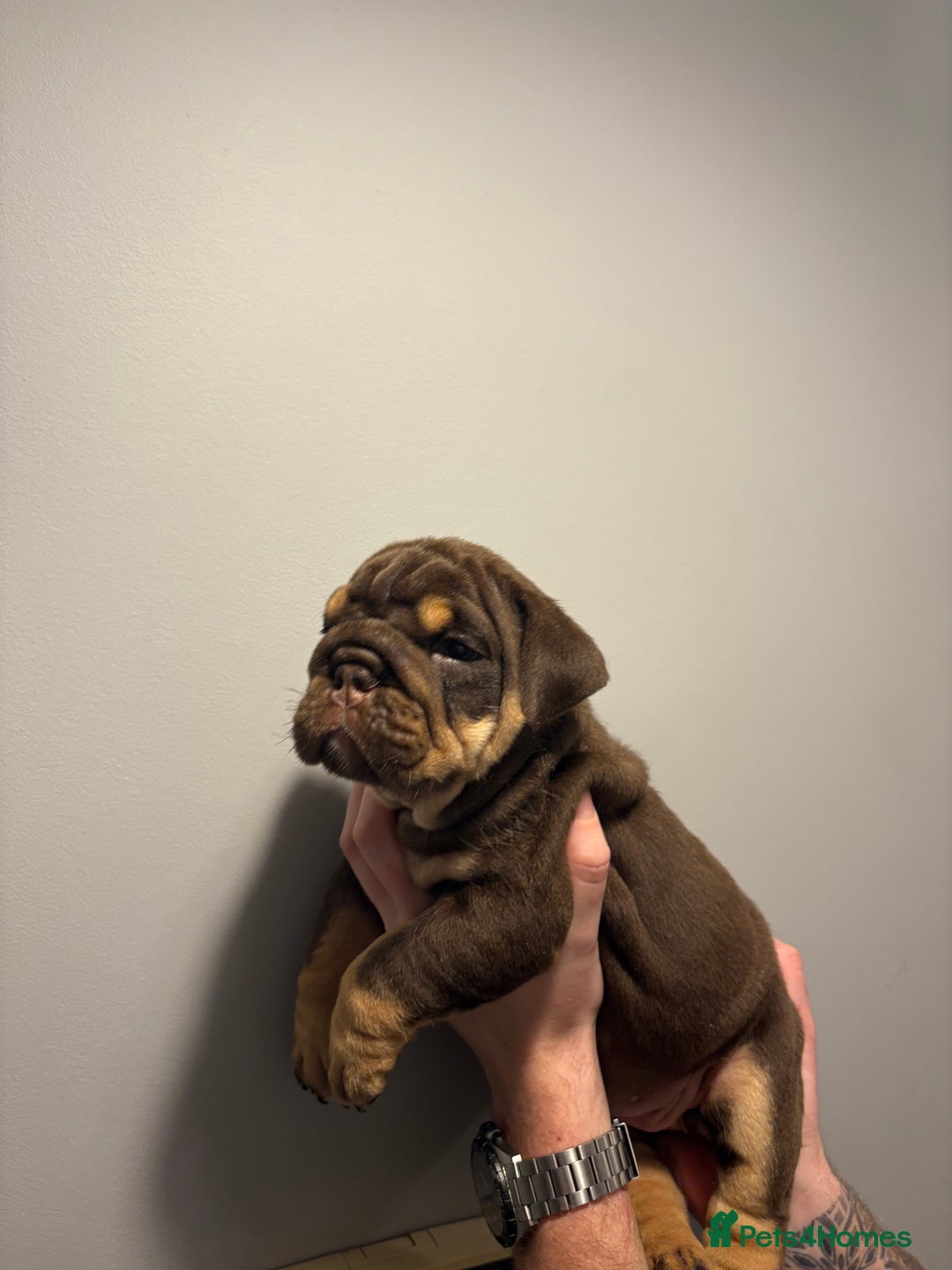 English Bulldog dogs for sale: English Bulldog puppies - Posherbulls bloodlines - Advert 3