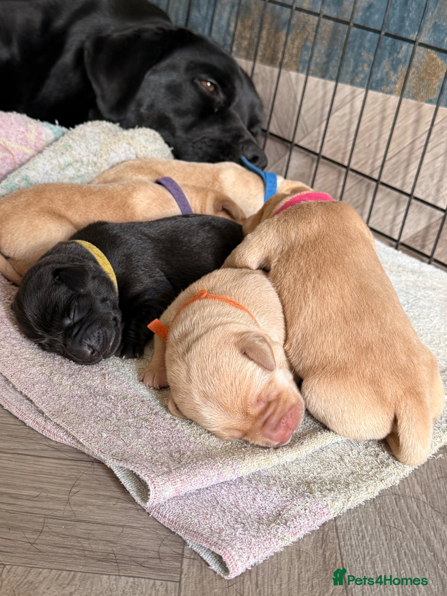 Labrador Retriever dogs for sale: Outstanding KC Registered Labrador Puppies in Elgin - Advert 3