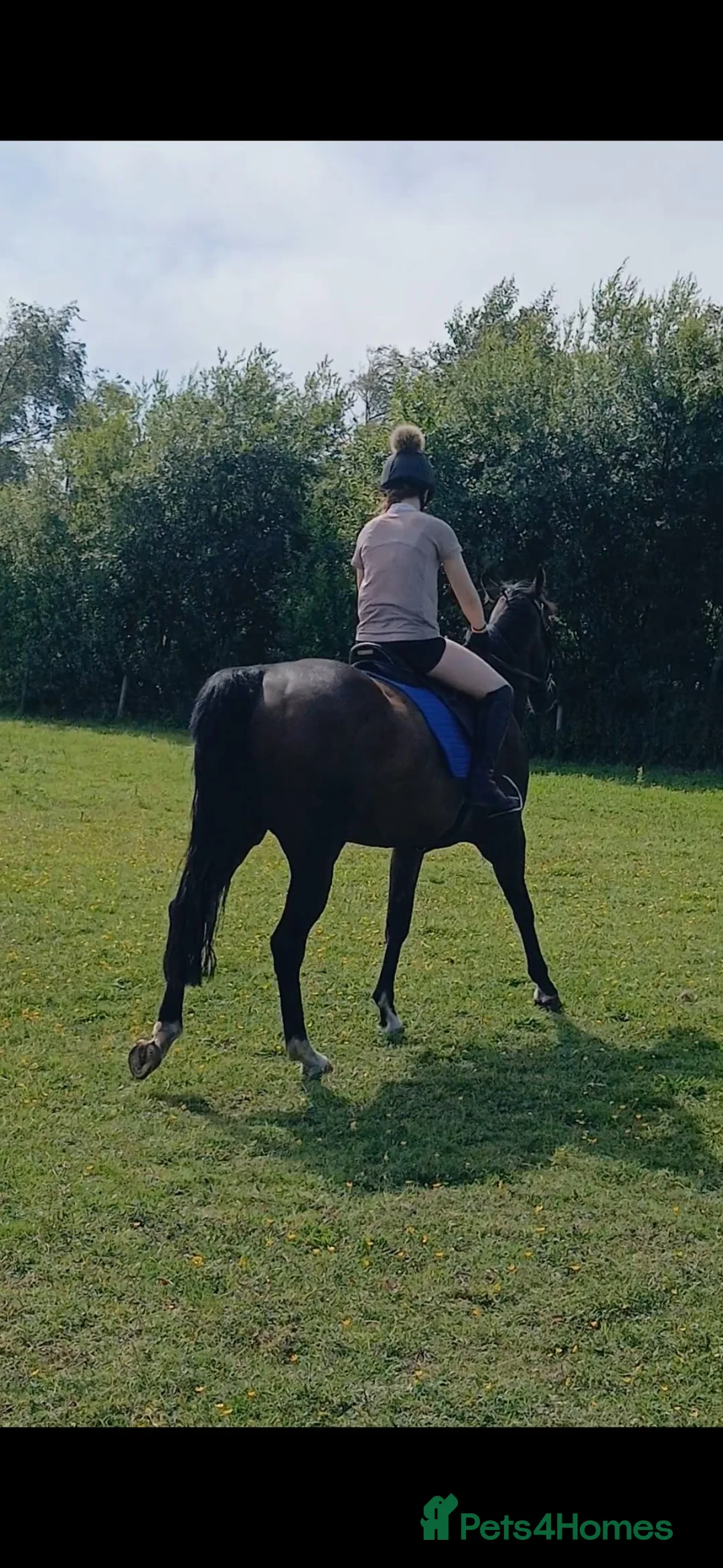 English Thoroughbred horses for sale: 15.3h TB mare 5year old £1700 ono in Annan - Advert 2