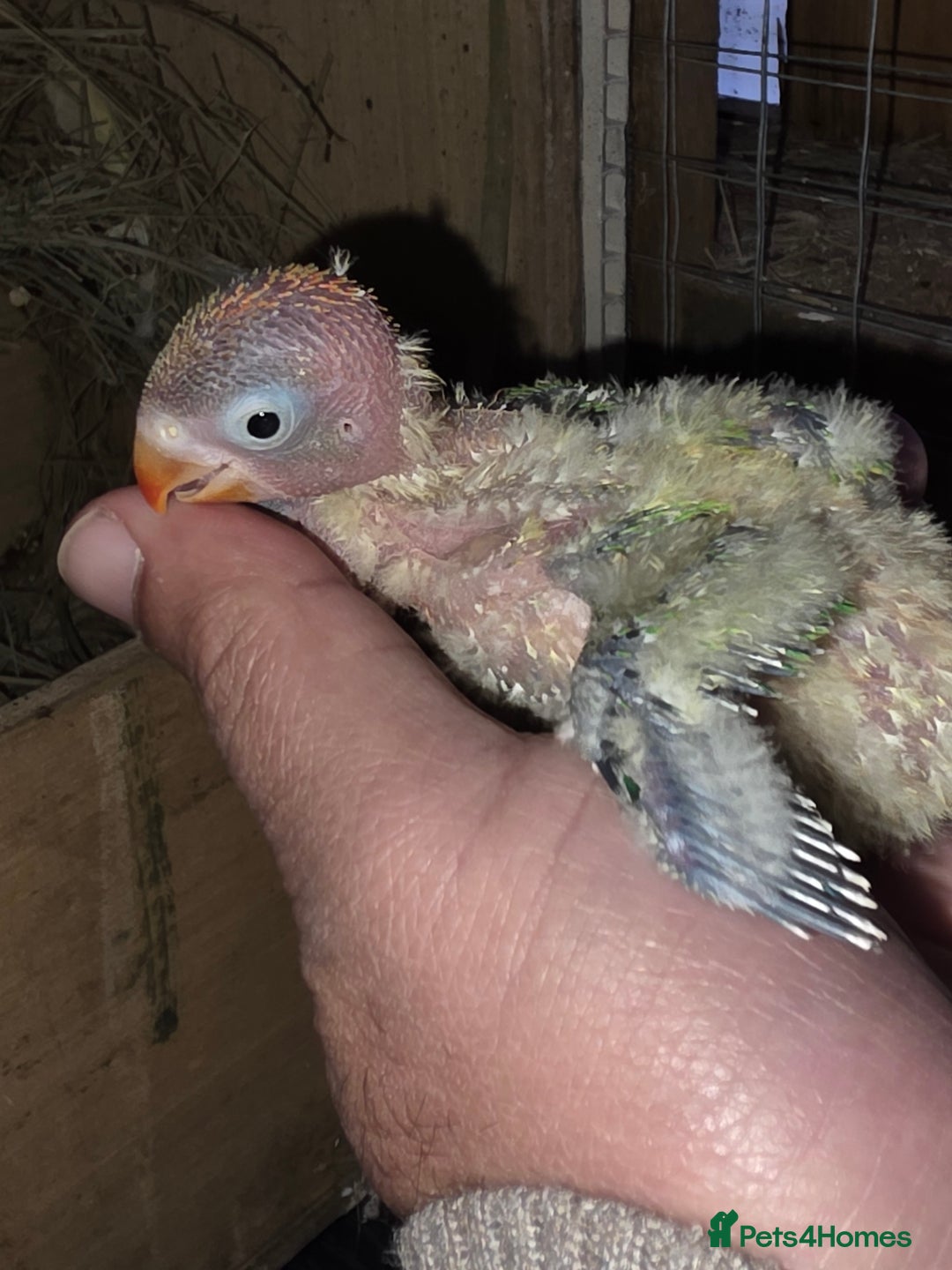 Lovebirds birds for sale: 100% split ino baby love bird  - Advert 2