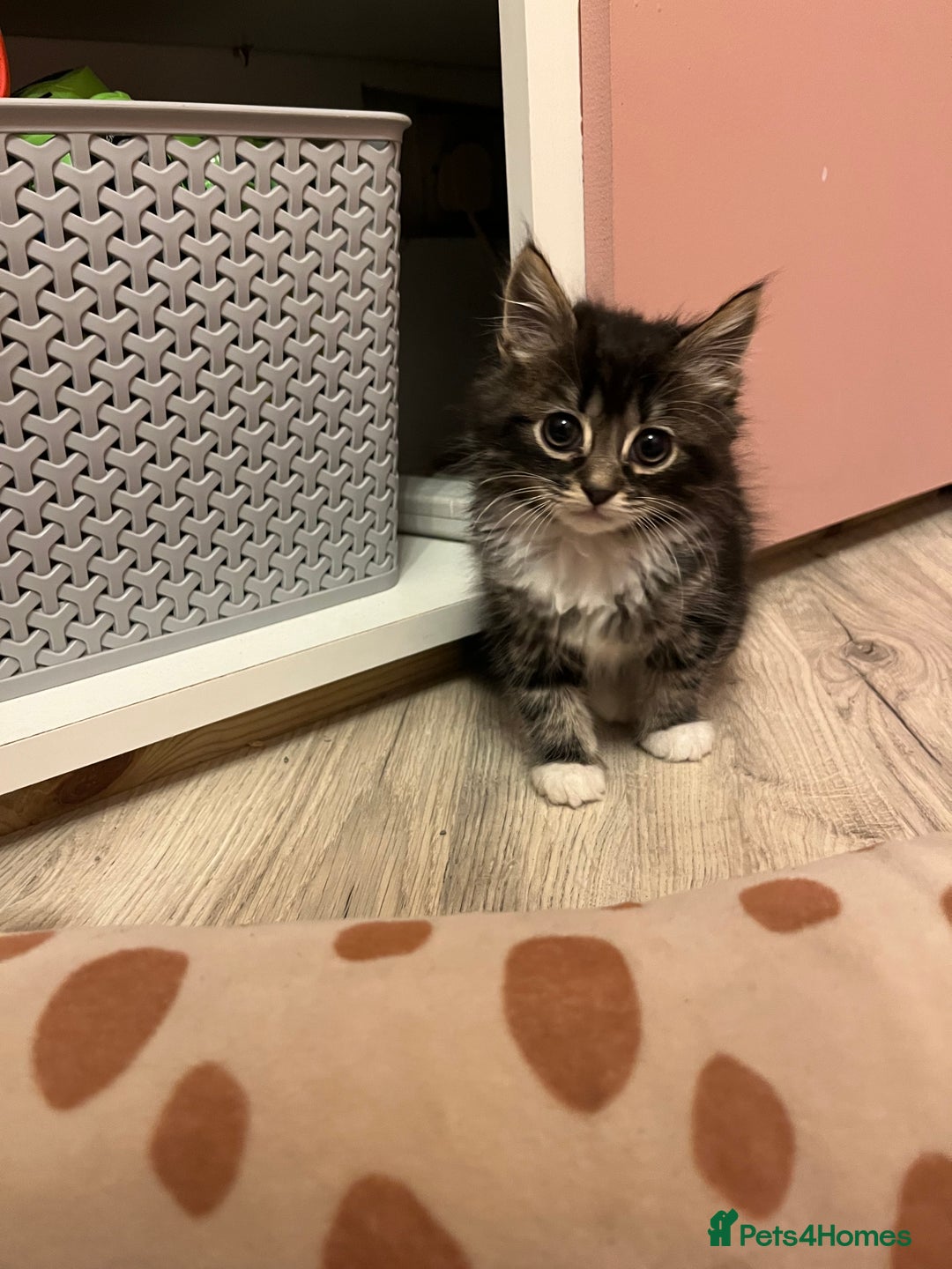 Mixed Breed cats for sale: 6 beautiful kittens ready for their new home.  - Advert 4