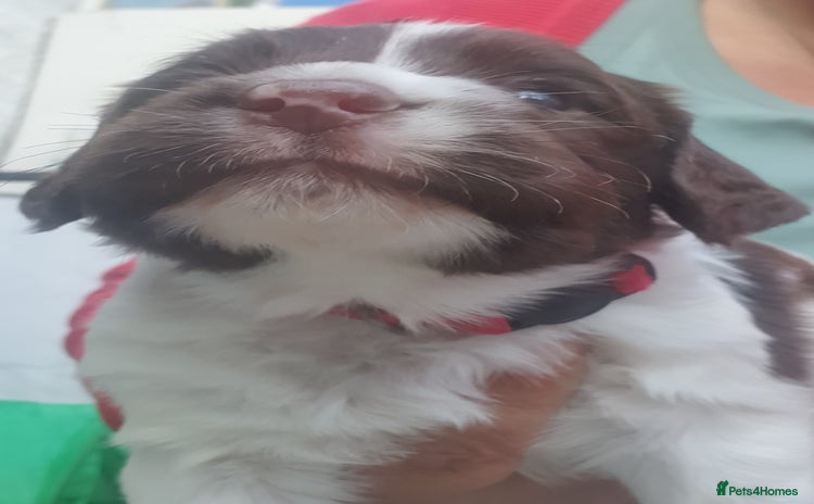 English Springer Spaniel dogs - Advert 1