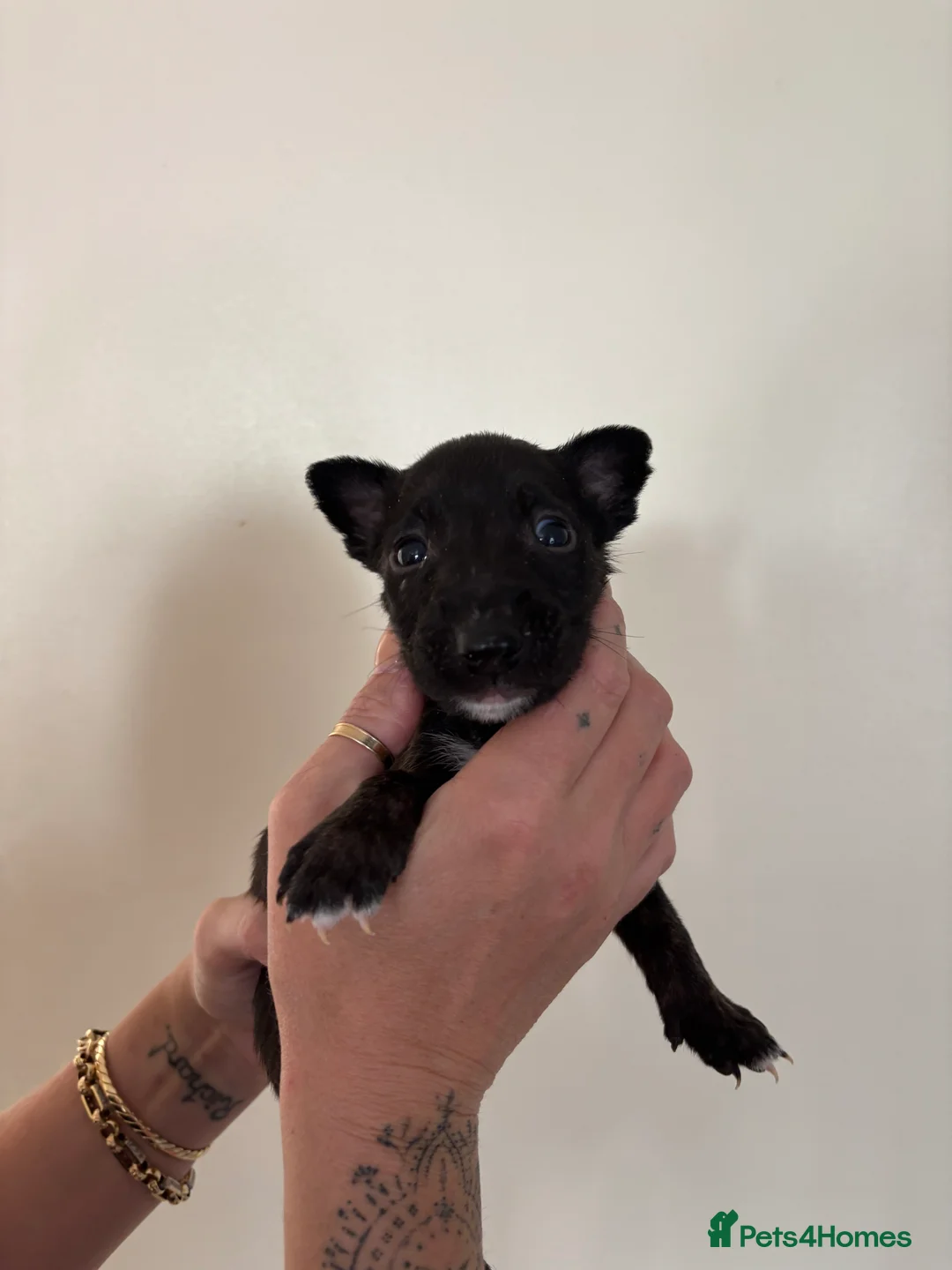 English Bull Terrier dogs for sale: Ready to leave now  - Advert 27