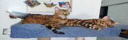 Bengal cats for stud: Impressive Stud Bengal TICA WCF reg in Harlow - Advert 26