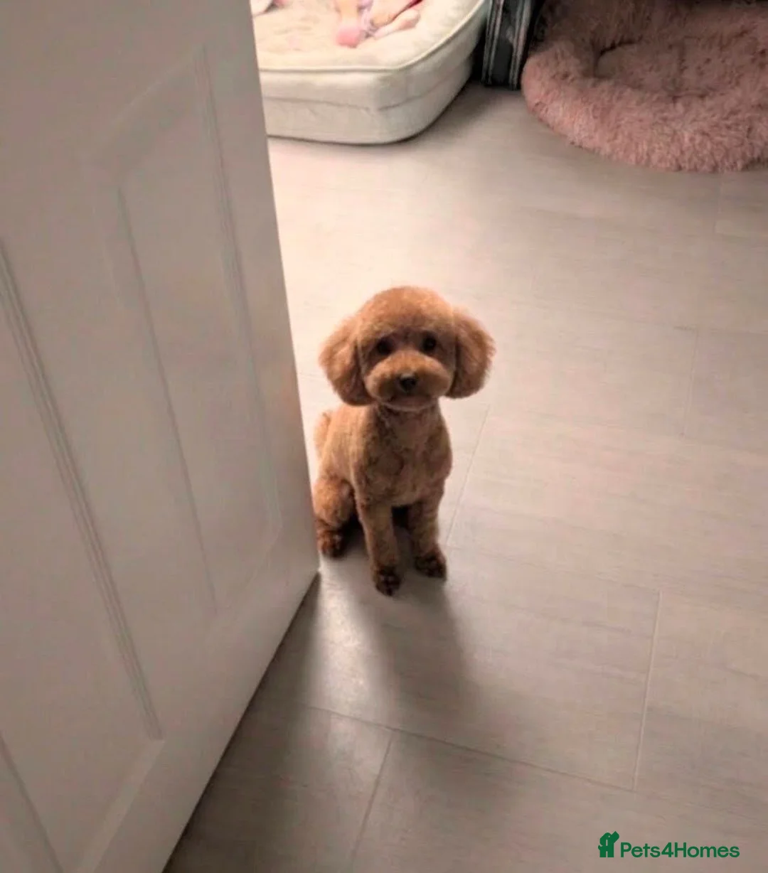 Toy Poodle dogs for stud: UNPROVEN Beautiful Red Toy Poodle For Stud in Barry - Advert 1