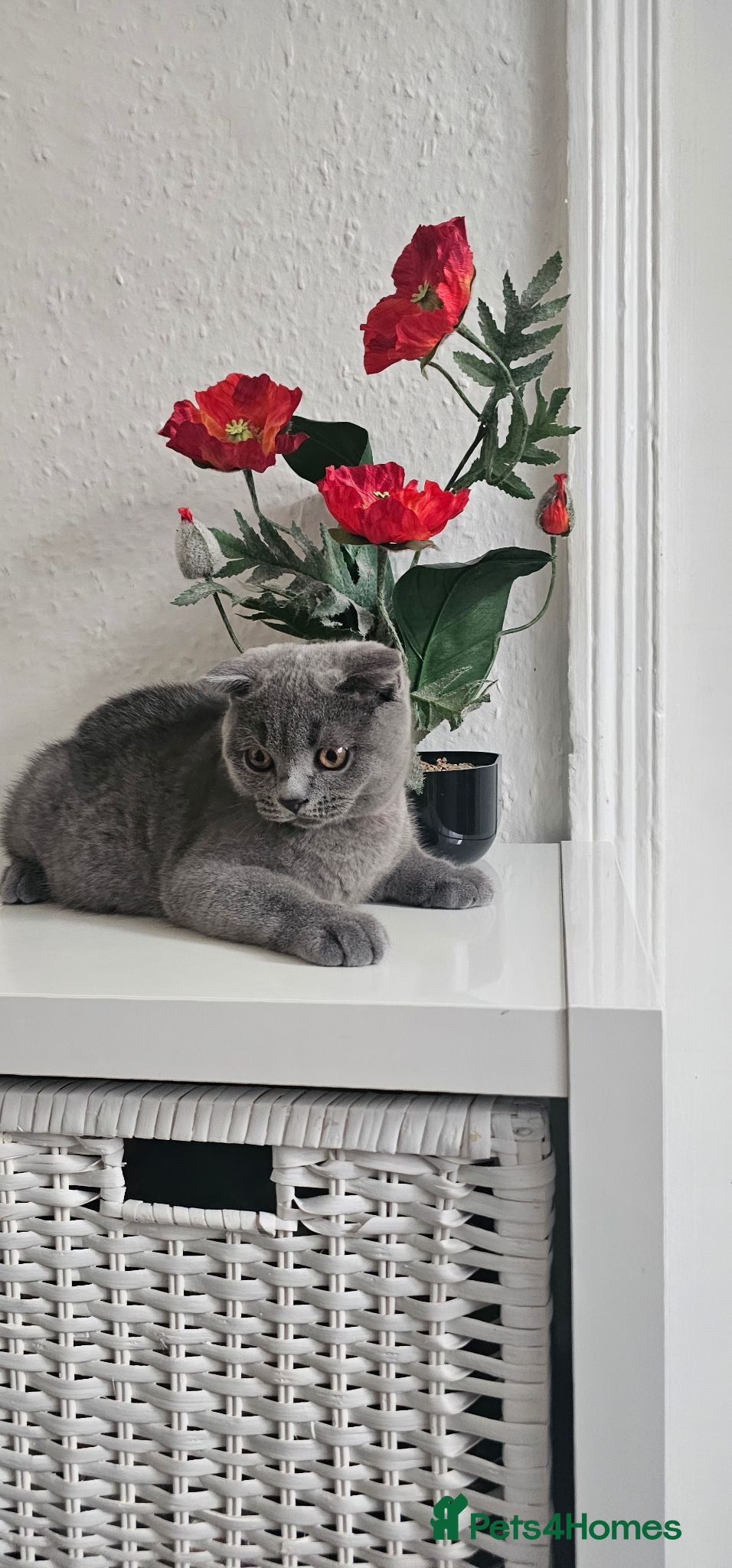 Scottish Fold cats FULLY VACCINATED! Last Scottish Fold Male - Advert 2