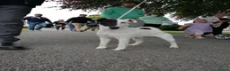 Fox Terrier dogs for sale: Fox terrier in Belfast - Advert 1