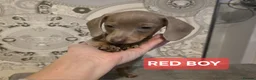 Miniature Dachshund dogs for sale: (LAST 2 PRICE REDUCED £900!) KC Reg Mini Dachshund - Advert 6