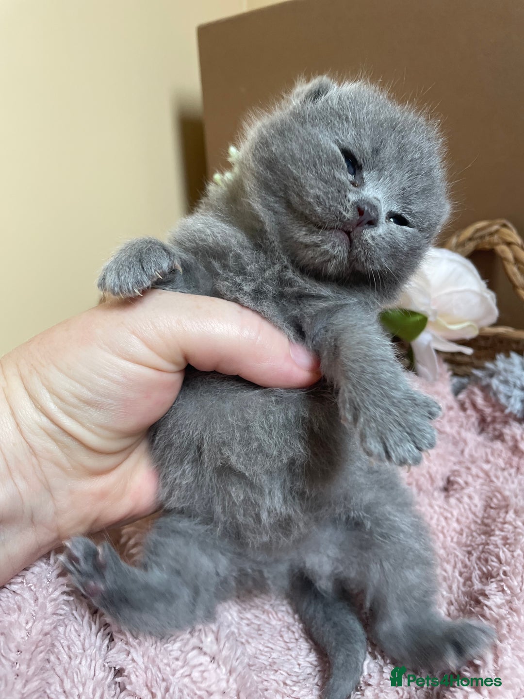 British Shorthair cats for sale: Champion Bloodline British Shorthair Kittens  - Image 6