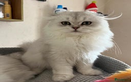 Scottish Fold cats for sale: Beautiful Scottish Fold Male Kittens  - Advert 4
