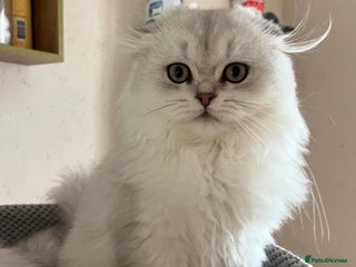 Scottish Fold cats Beautiful Scottish Fold Male Kittens - Advert 6