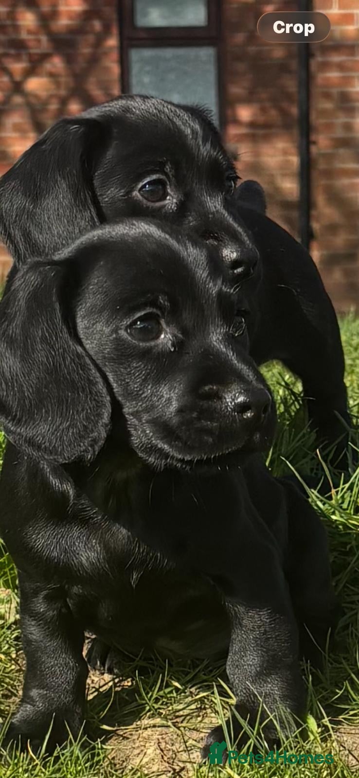 Mixed Breed dogs Dockers - Advert 1