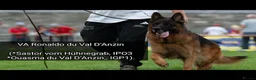 German Shepherd dogs for sale: World class German Shepherds - Advert 2