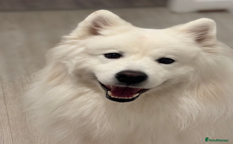 Samoyed dogs - Advert 1