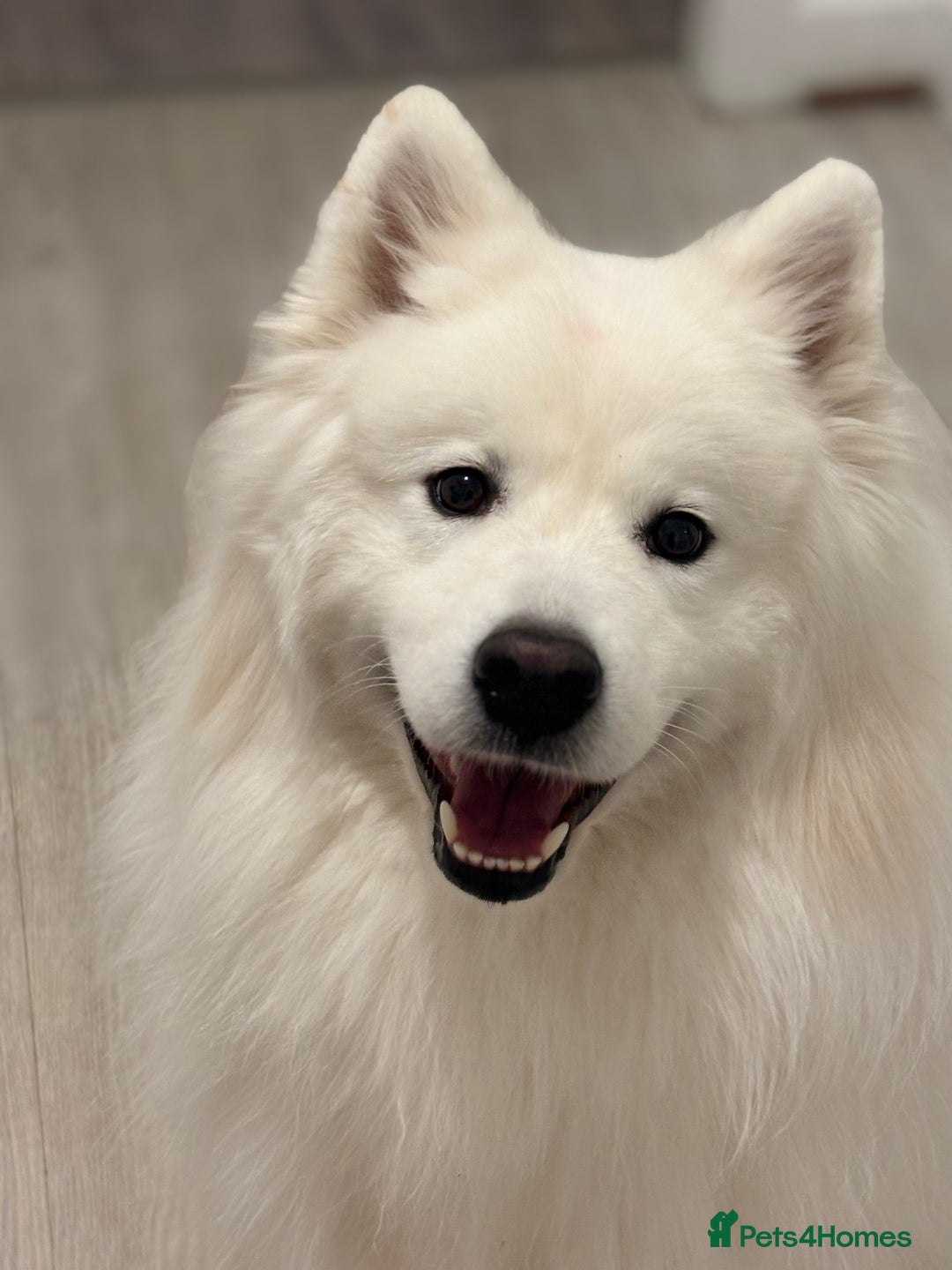 Samoyed dogs for sale: Fluffy, Friendly 3 year old Samoyed - Image 1