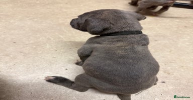 Cane Corso dogs - Advert 2