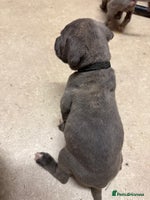 Cane Corso dogs - Advert 2