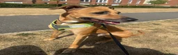 Mixed Breed dogs for sale: Loving & Playful 4 Year-Old Staffy x Saluki – Nala - Advert 3