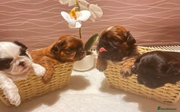 Shih Tzu dogs for sale: ♥️ Adorable Shih Tzu Puppies FoR sALe ♥️ - Image 3